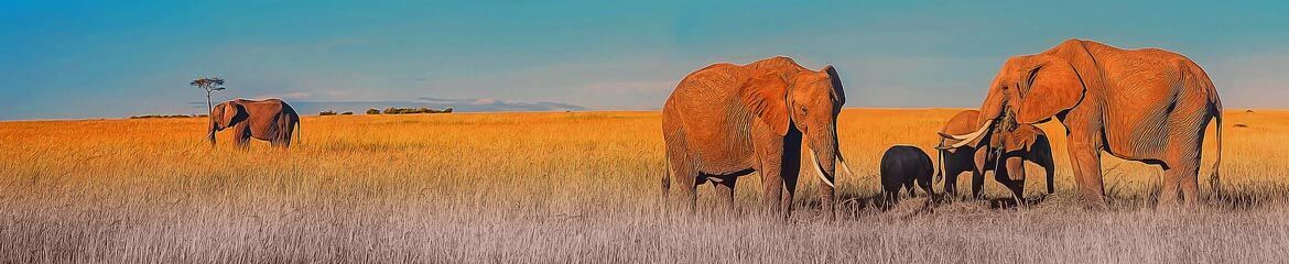 Limpopo Accommodation footer banner