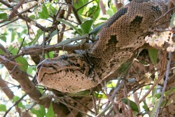 African rock python, Python natalensis, Makuleke, Kruger National Park, Limpopo