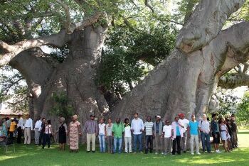 Sunland Baobab Tree, Limpopo