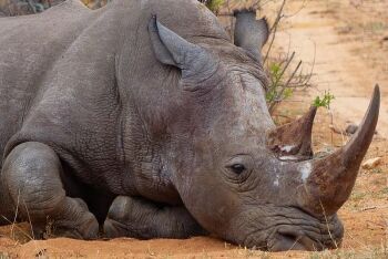 The white rhinoceros or square-lipped rhinoceros, Kruger National Park, Limpopo