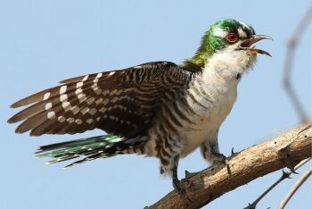 Diederik cuckoo, Chrysococcyx caprius, at Mapungubwe National Park, Limpopo
