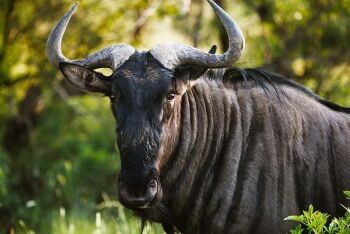 Blue wildebeest, Limpopo