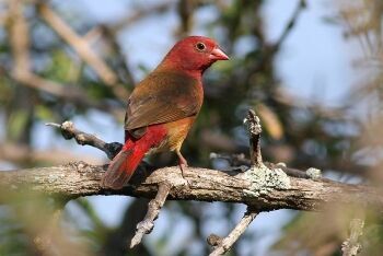 Red-billed firefinch, Lagonosticta senegala, at Mapungubwe National Park, Limpopo