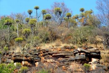 Sekhukhuni euphorbias on a clifftop at Voortrekkerbad, Limpopo