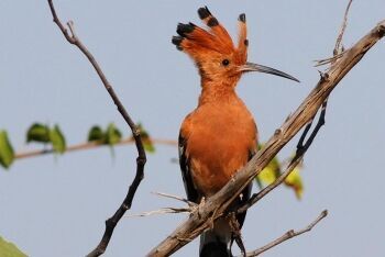 African Hoopoe, Upupa africana (Upupa epops) at Mapungubwe National Park, Limpopo
