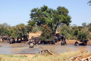 Elephants in river, Limpopo