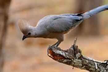 Grey Go-away-bird (Corythaixoides concolor) Maloutswa Pan Hide, Mapungubwe National Park, Limpopo