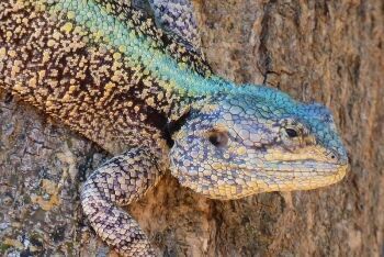 Young male Southern tree agama, Steenbokpan, Limpopo