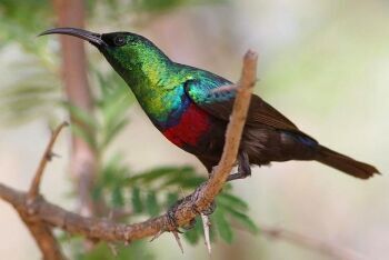 Marico sunbird, Cinnyris mariquensis (male) at Marakele National Park, Limpopo