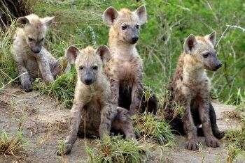 Spotted hyena cubs, Limpopo