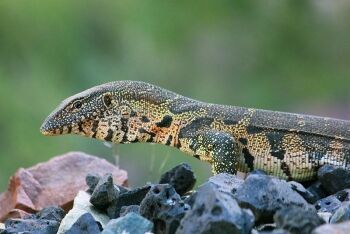 Water Monitor, Sand River, Soutpansberg, Limpopo