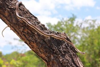 Striped-bellied sand snake, Limpopo
