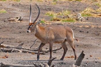 Waterbuck (Kobus ellipsiprymnus), Maloutswa Pan Hide, Mapungubwe National Park, Limpopo