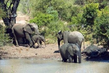 Elephants in river, Legends Game Reserve, Limpopo