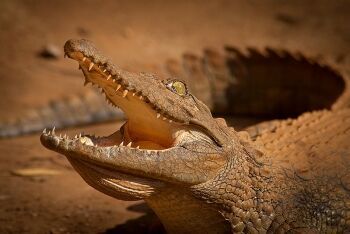 Nile crocodile, Palau River, Limpopo
