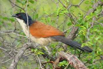Burchell\'s Coucal (Centropus burchellii) in Limpopo