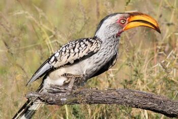 Southern Yellow-billed Hornbill, Tockus leucomelas at Mapungubwe National Park, Limpopo
