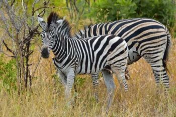 Young zebra with mother, Limpopo