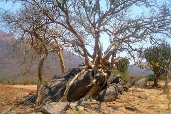 Tree, Ga-Mampa Valley, Limpopo