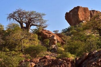 Baobab trees, Mapungubwe National Park, Limpopo