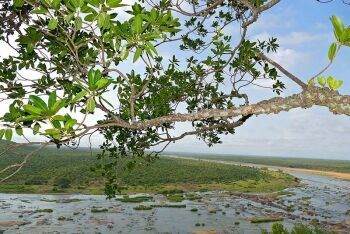 Knob Fig (Ficus sansibarica), Olifants River, Olifants Camp, Kruger National Park, Limpopo