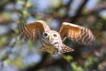 Pearl-spotted Owlet, Glaucidium perlatum, at Mapungubwe National Park, Limpopo