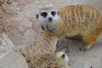 Meerkat, Suricata suricatta, Limpopo