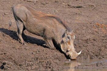 Common warthog, Limpopo