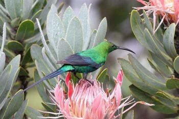 Malachite Sunbird, Nectarinia famosa, at Marakele National Park, Limpopo