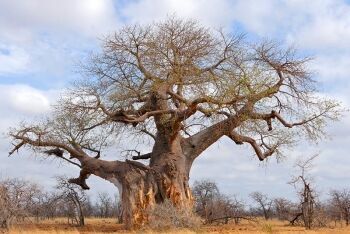 Majestic Baobab (Adansonia digitata),  Mapungubwe National Park, Limpopo