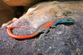 Waterberg Flat Lizard (Platysaurus minor), Masebe, Limpopo