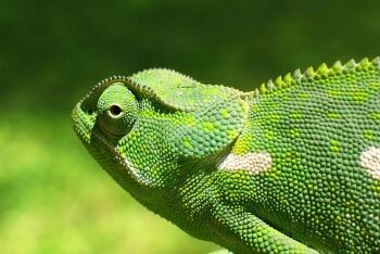  Flap-Necked Chameleon, Messina, Limpopo